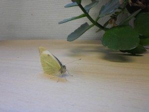 papillon_002