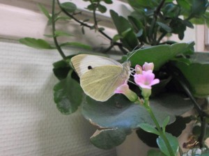 papillon_003